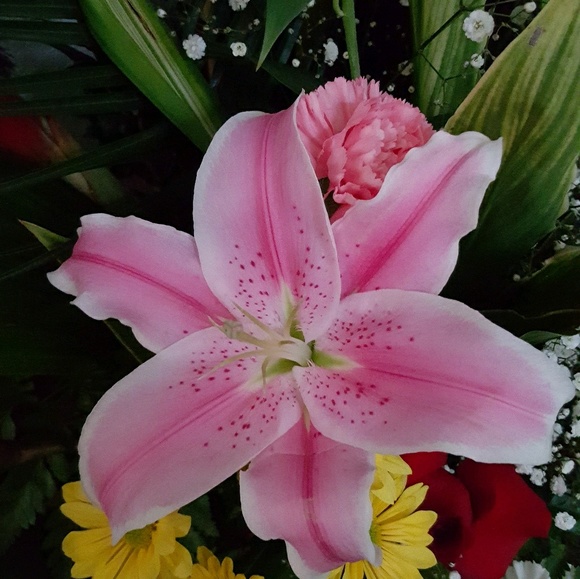 Meet your Posher, Flores - Picture 1 of 1